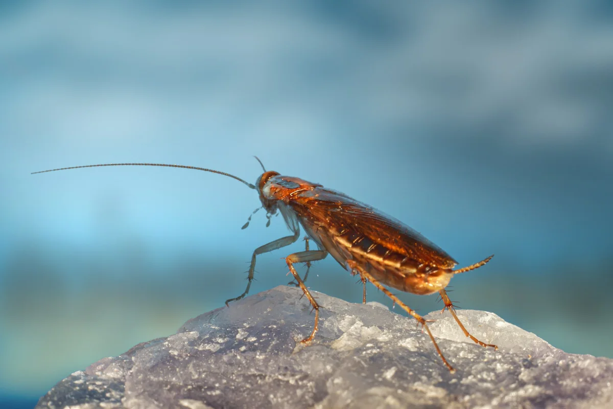 Diệt gián, kiến, muỗi